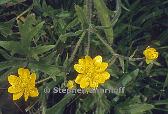 ranunculus californicus var californicus 1 graphic